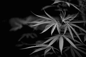 cannabis illegaal